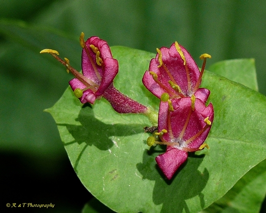 {Lonicera dioica}